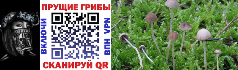 Псилоцибиновые грибы Cubensis  как найти наркотики  Балашов 